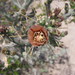 Cylindropuntia leptocaulis × kleiniae - Photo (c) Pedro Nájera Quezada, μερικά δικαιώματα διατηρούνται (CC BY-NC), uploaded by Pedro Nájera Quezada