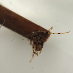 Triplectides cephalotes