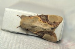 Formofentonia orbifer