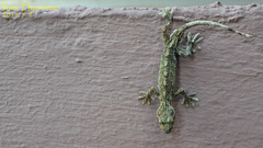 Gekko japonicus