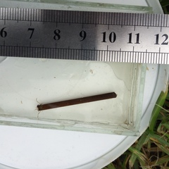 Triplectides cephalotes