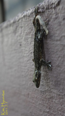 Gekko japonicus
