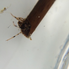 Triplectides cephalotes