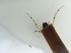 Triplectides cephalotes