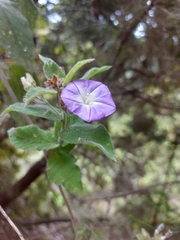 Convolvulus canariensis image