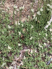 Media resource of Antennaria howellii