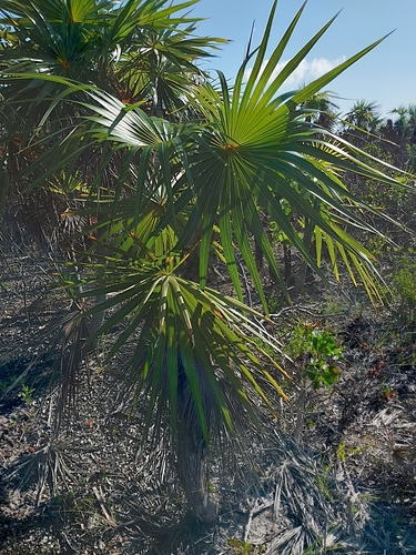 Thatch palm (Coccothrinax inaguensis)