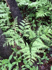 Pteridium aquilinum image