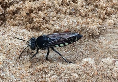 Stictia