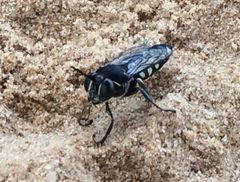 Stictia
