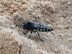 Stictia