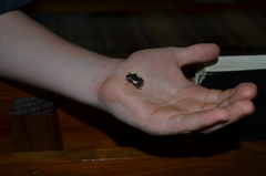 Protaetia aurichalcea