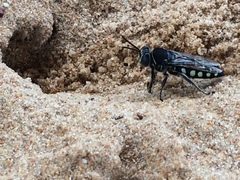 Stictia