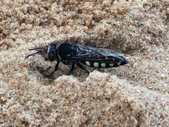 Stictia
