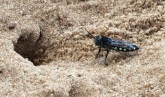 Stictia