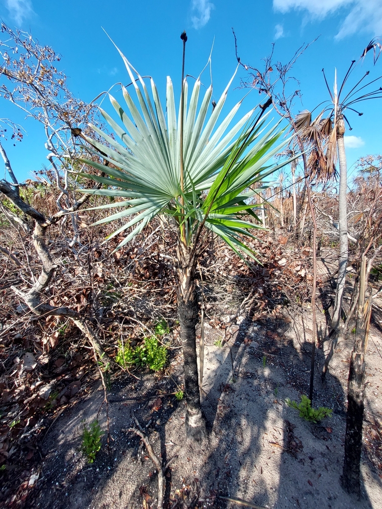 Coccothrinax inaguensis