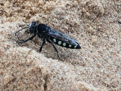 Stictia