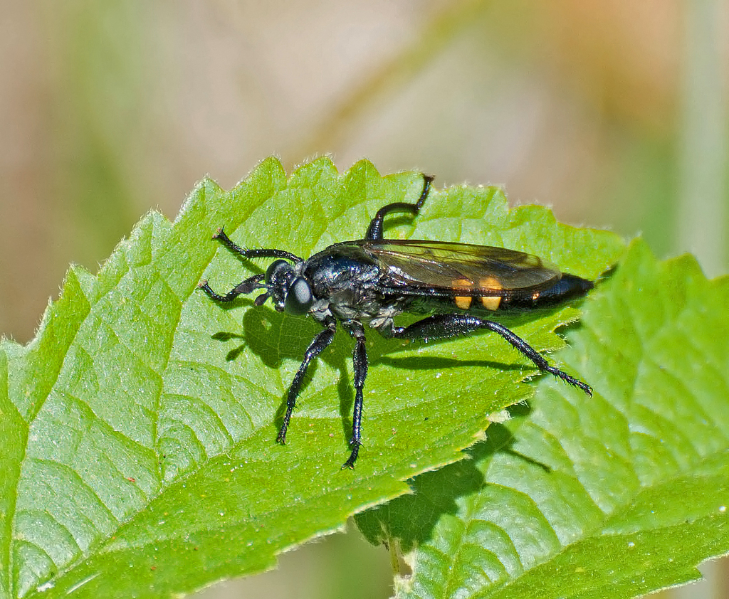 Dolichogastrini