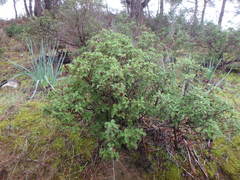 Cistus creticus creticus