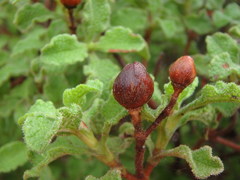 Cistus creticus creticus