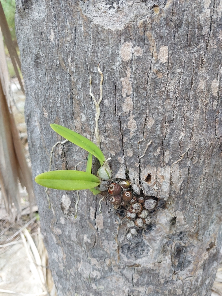 Encyclia rufa (Lindl.) Britton & Millsp.