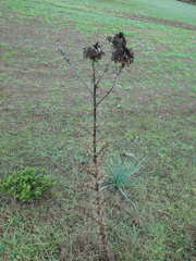 Echinops spinosissimus