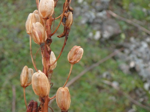Drimia aphylla
