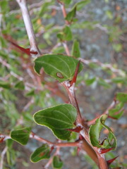 Ziziphus lotus