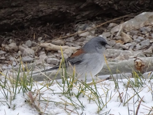 Dark-eyed Junco photographed in New Mexico