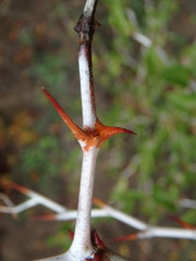Ziziphus lotus
