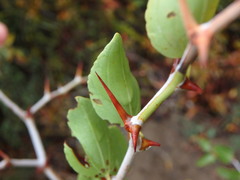 Ziziphus lotus