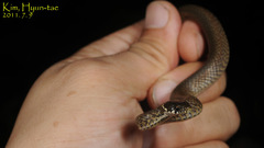 Hebius vibakari