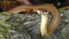 Hebius vibakari