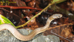 Hebius vibakari
