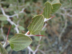 Ziziphus lotus
