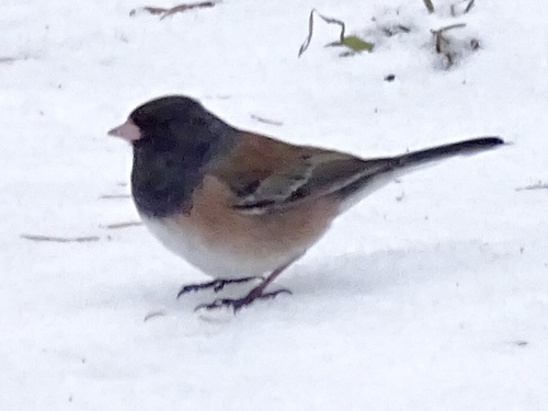 Dark-eyed Junco photographed in New Mexico