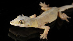 Hemidactylus frenatus
