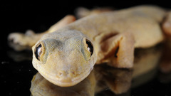 Hemidactylus frenatus