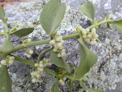Phoradendron coryae