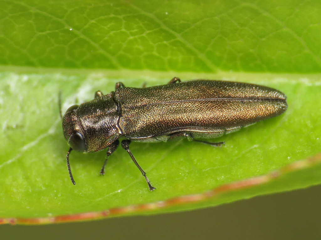 Metallic wood-boring beetle