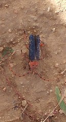 Stenaspis verticalis