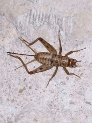 Gryllomorphinae