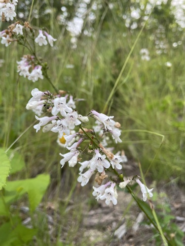 Deam's beardtongue (Penstemon deamii)
