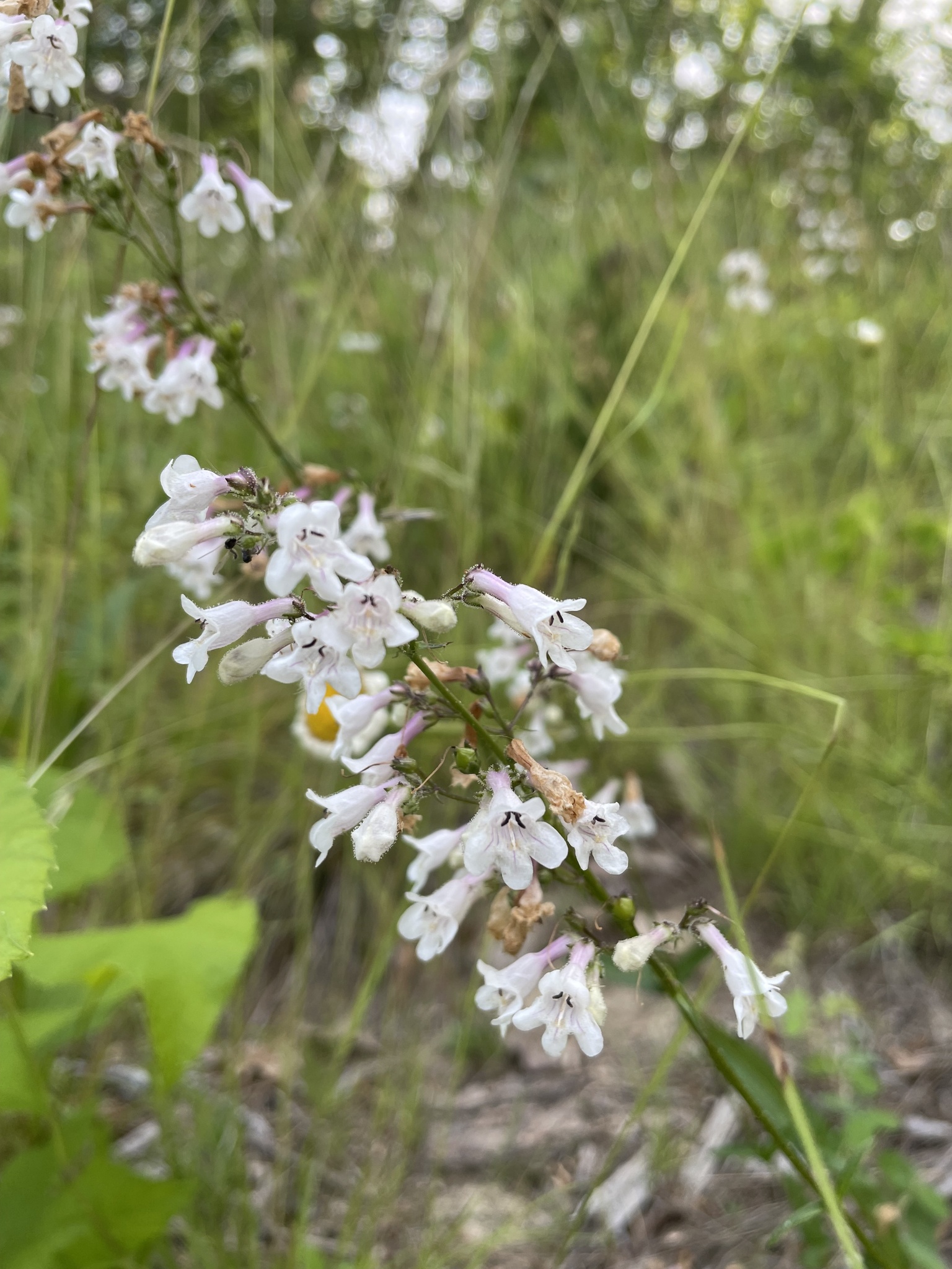 Penstemon deamii