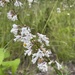 Deam's Beardtongue - Photo (c) ZACHARY A. BELL, some rights reserved (CC BY-NC), uploaded by ZACHARY A. BELL