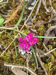 Epidendrum gastropodium