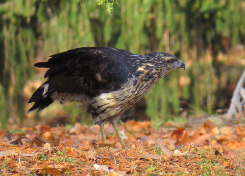 Great Black Hawk