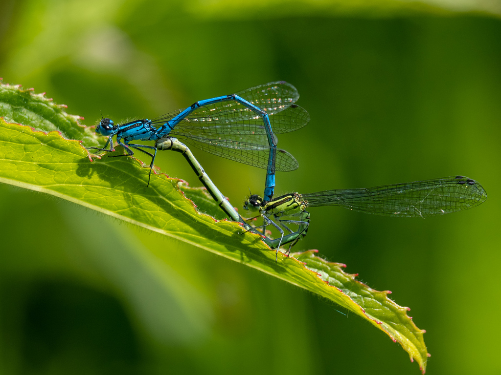 Azure damselfly (Coenagrion puella)