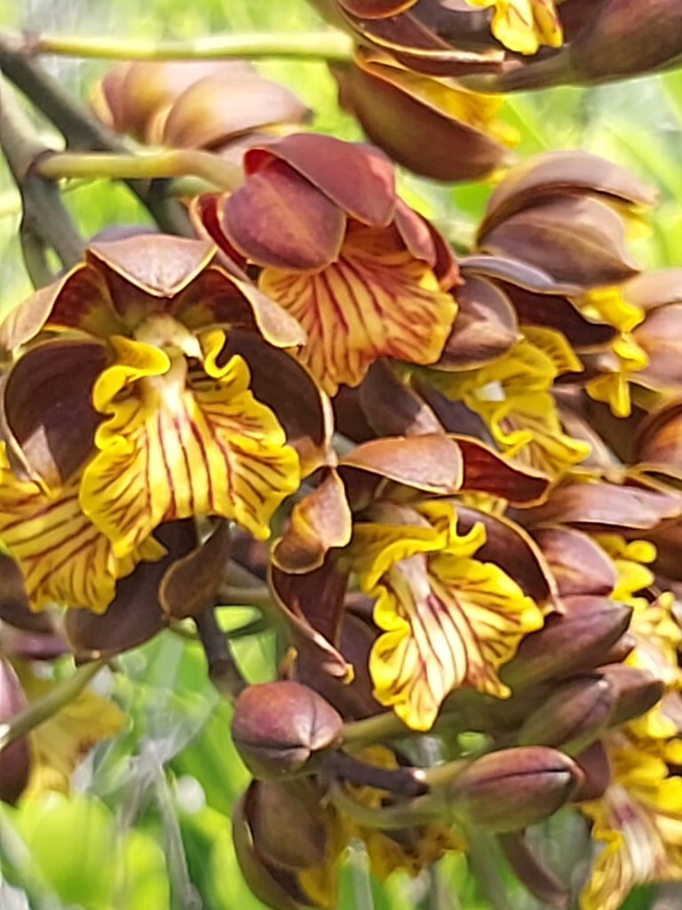 Encyclia caicensis