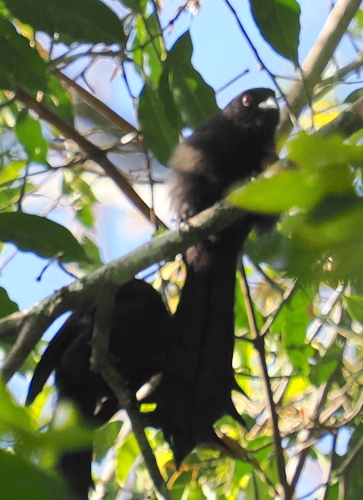 Ratchet-tailed Treepie (Temnurus temnurus), photo 4